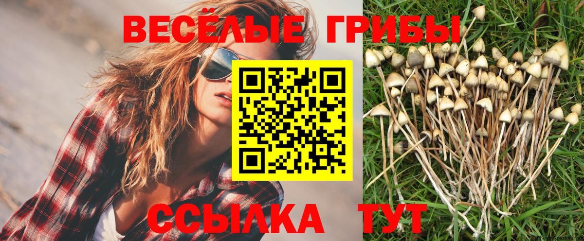 Псилоцибиновые грибы Psilocybe Ярцево
